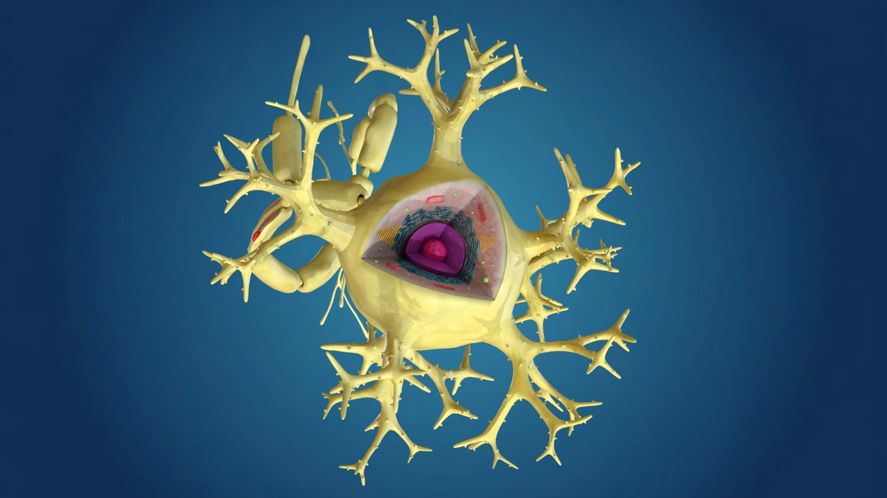 Media 1 for listing Human Neuron Cell Anatomy (3D Model)