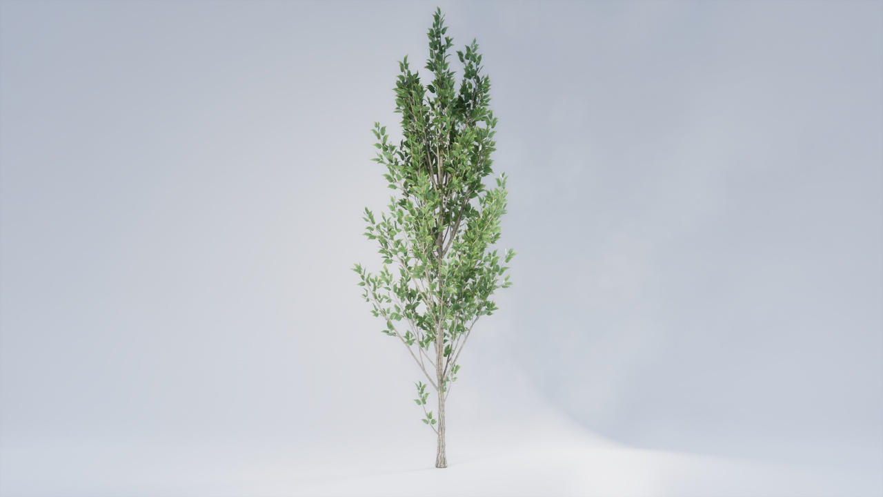 Media 1 for listing Realistic Foliage Collection: Tree 001 Standart 02