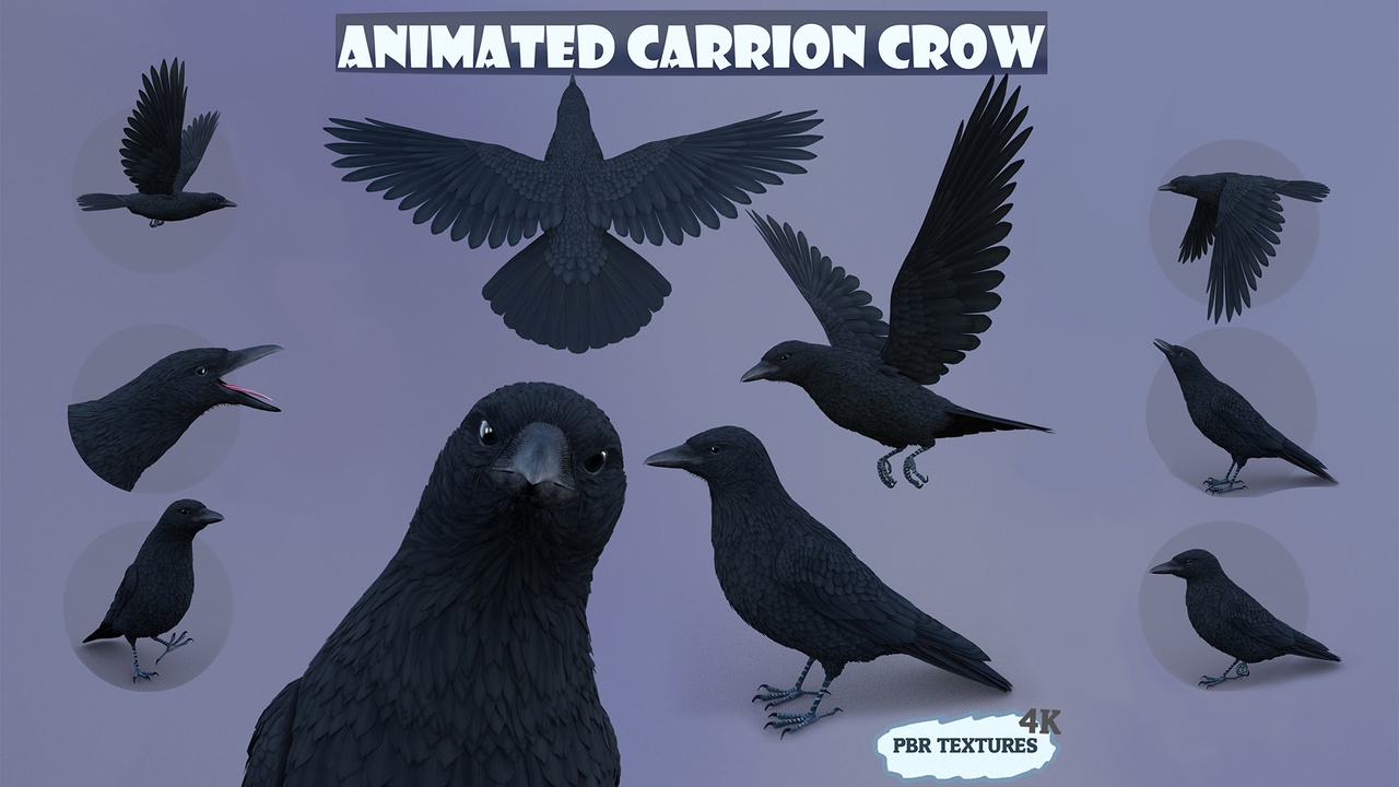 Media 1 for listing Realistic Animated Carrion Crow