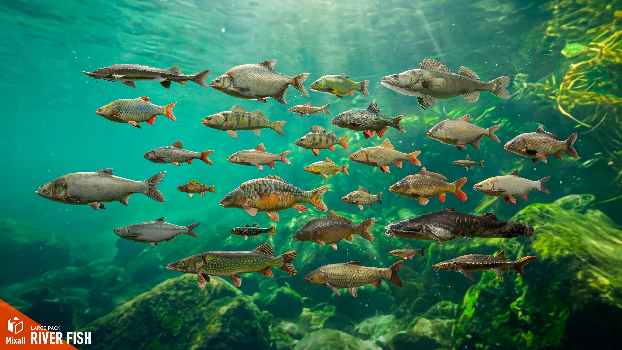 Media 1 for listing River fish - large pack