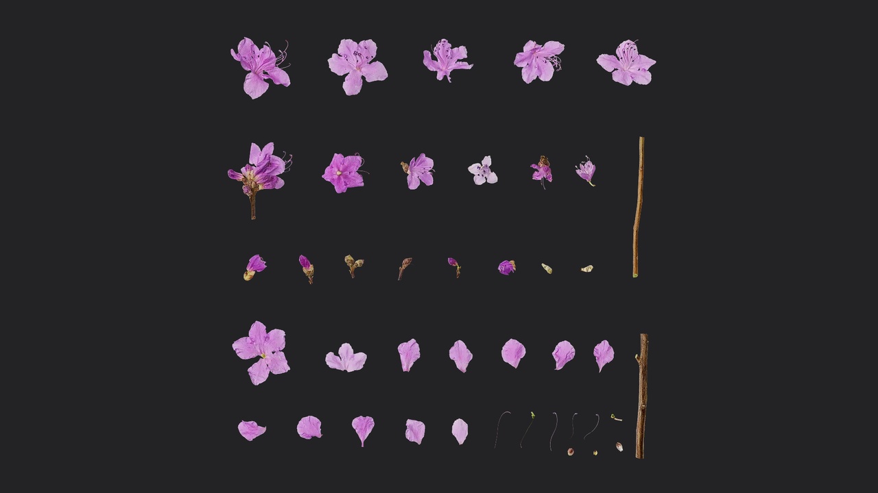 Media 1 for listing Rhododendron dauricum Flower 01