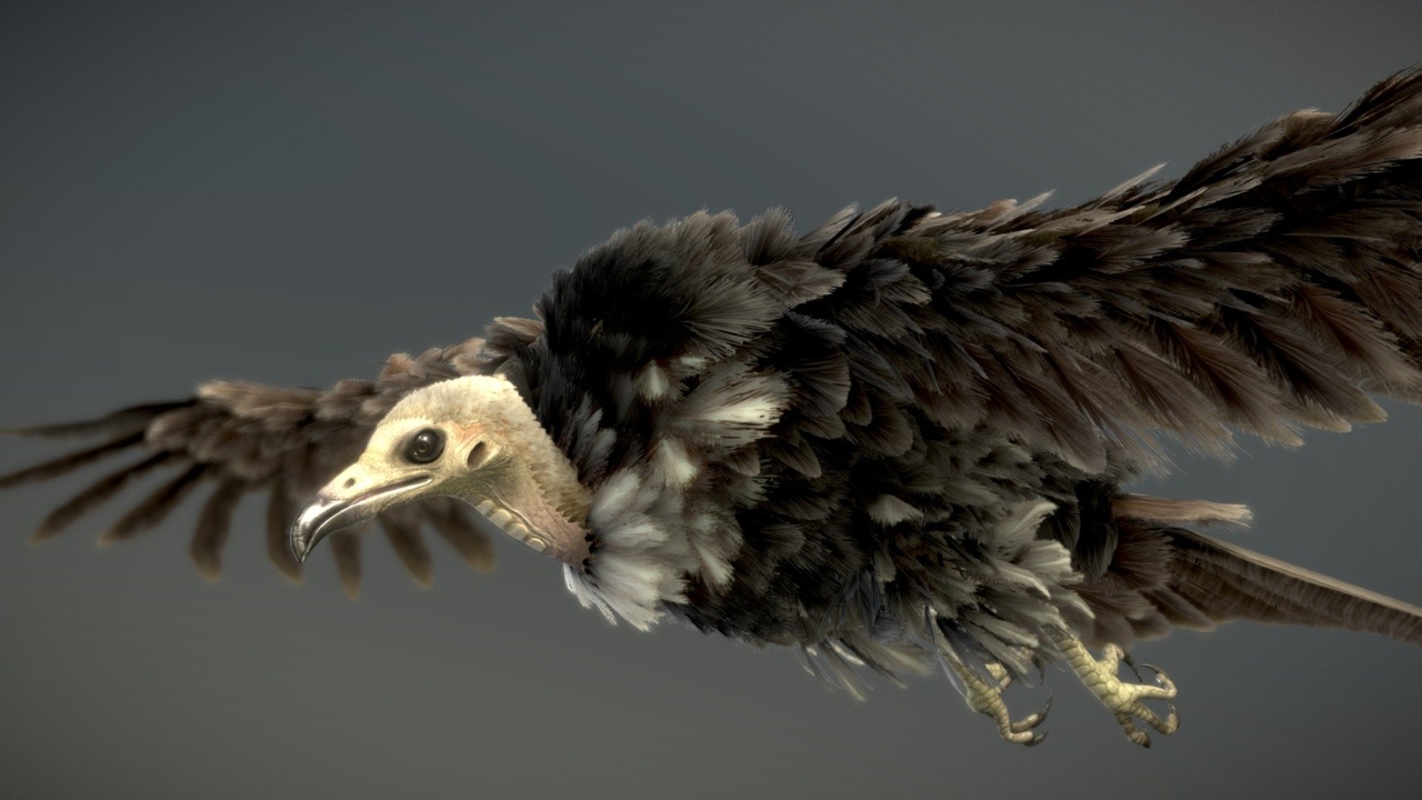 Media 1 for listing Hooded Vulture