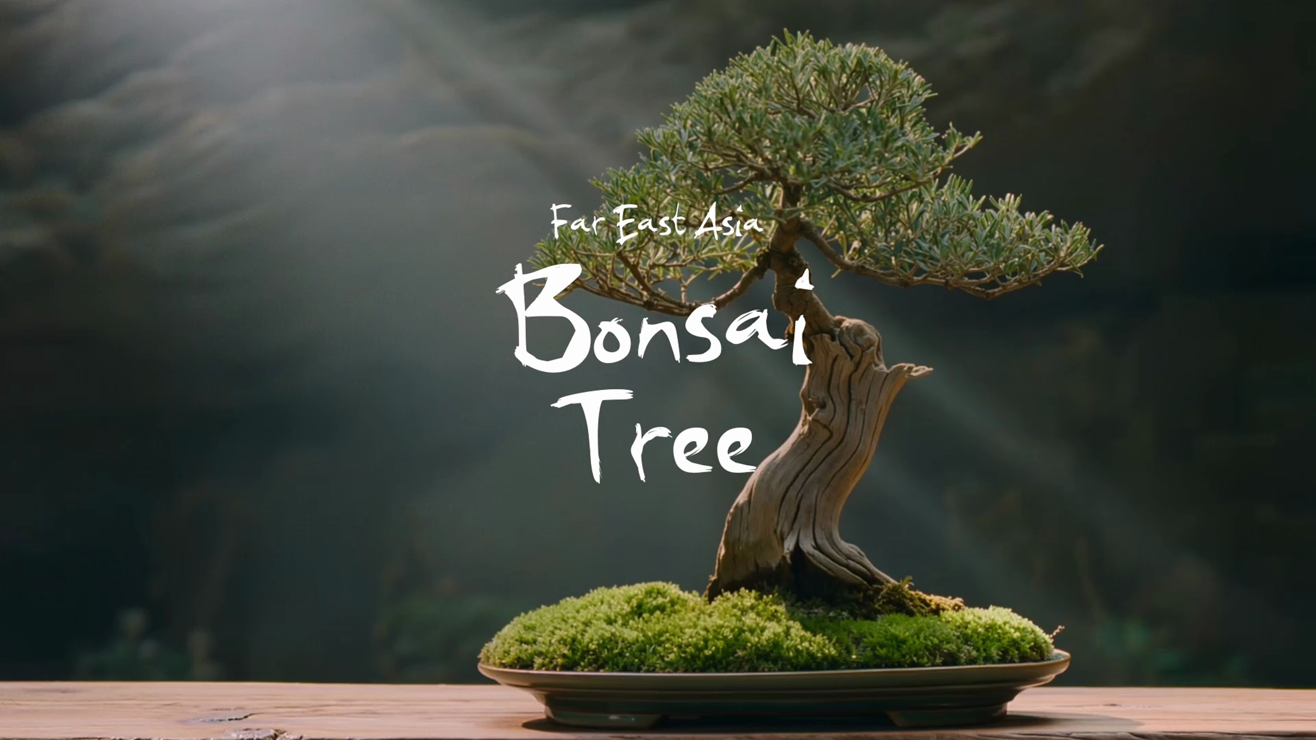 Media 1 for listing Bonsai Tree / Far East Asia