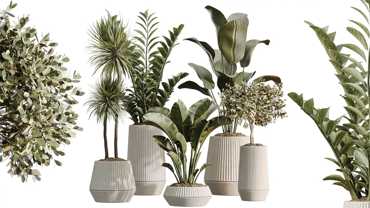 Media 1 for listing AV Indoor Plants Set514 Olive Banana Yucca Calathea Lutea Zamioculcas Zamiifolia
