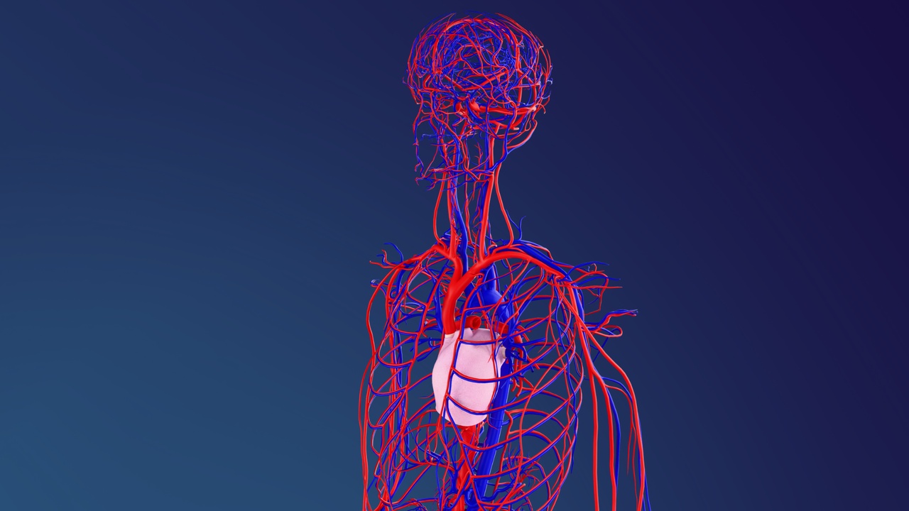Media 1 for listing Human Circulatory System (3D Model)