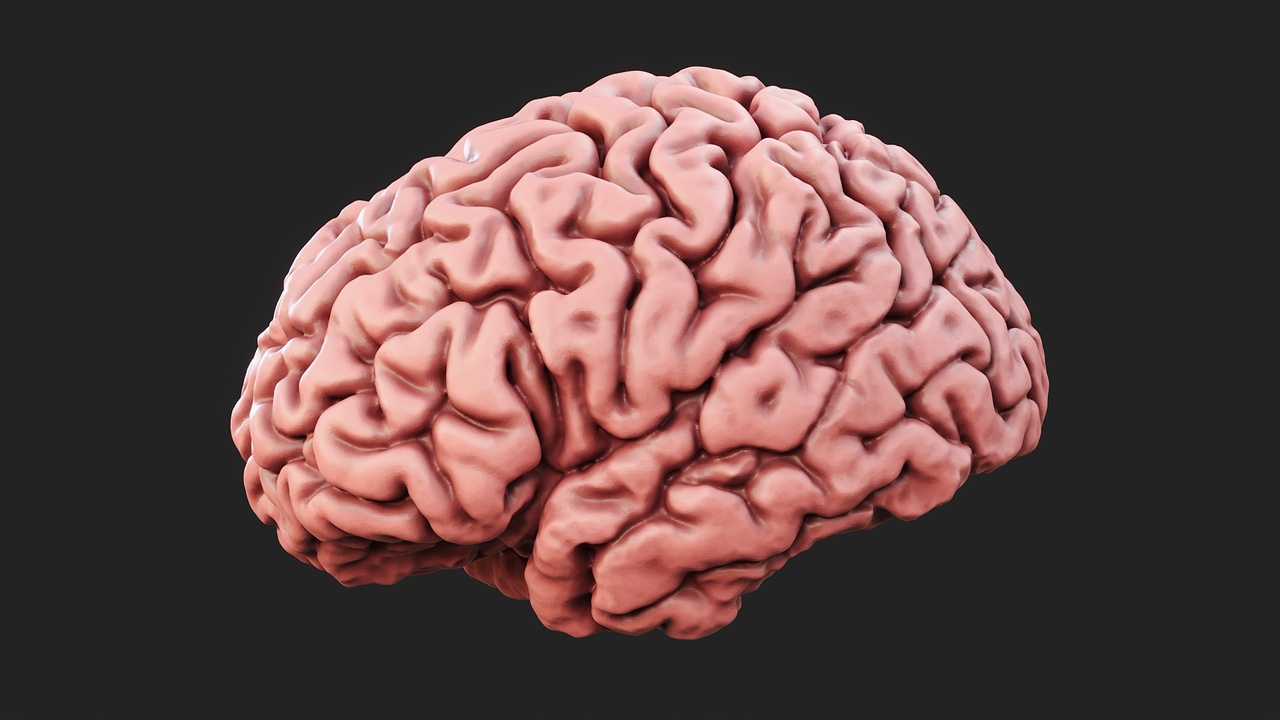 Media 1 for listing Human Brain - 3D print