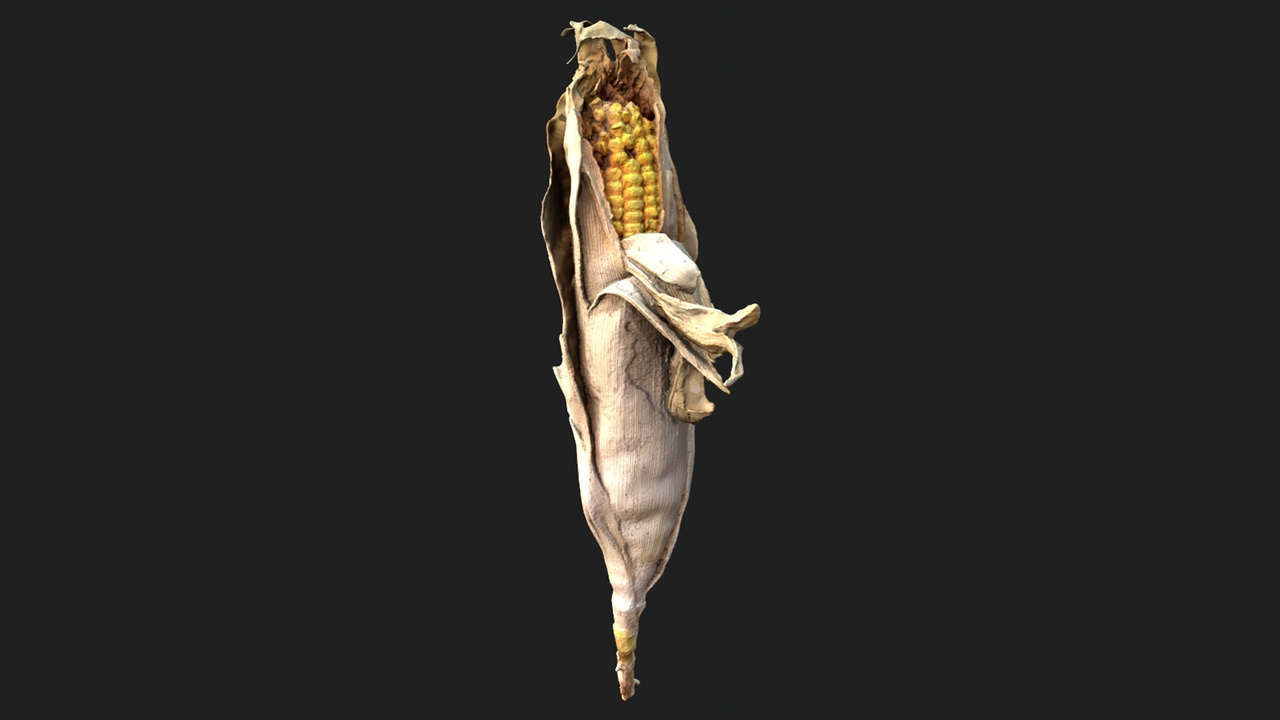 Media 1 for listing Partially Peeled Corn – Scanned Asset + Game Ready
