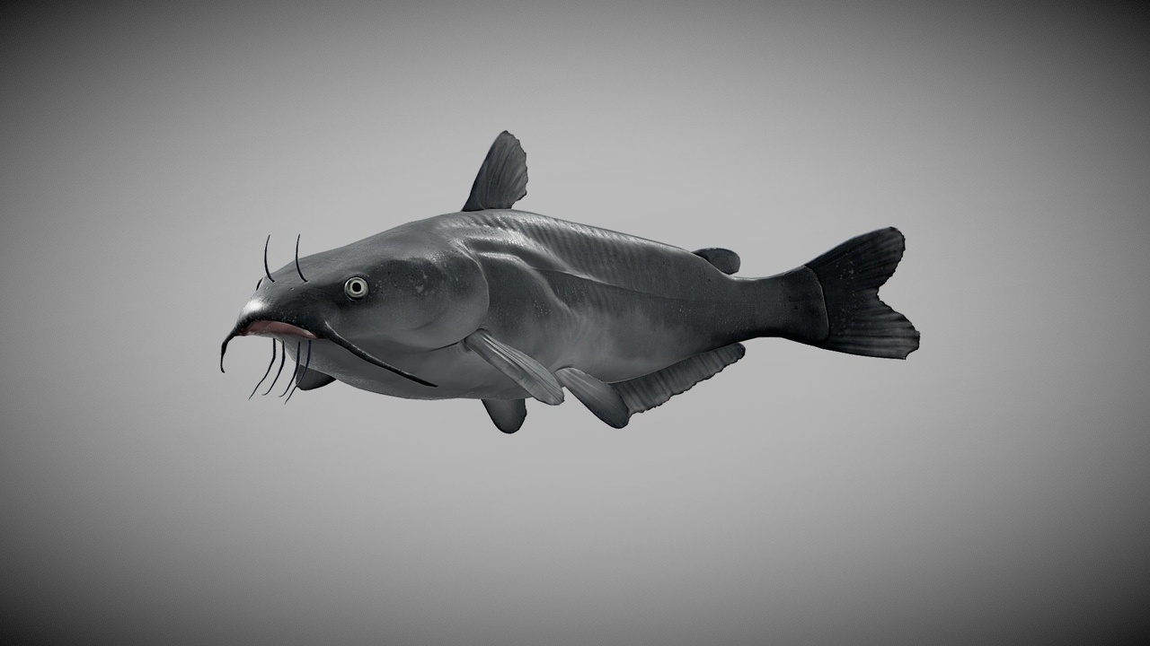 Media 1 for listing Blue catfish