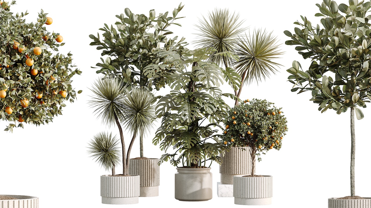 Media 1 for listing AV Indoor Plants Set 539 Orange Tree Yucca Elegant Monstera Ficus microcarpa