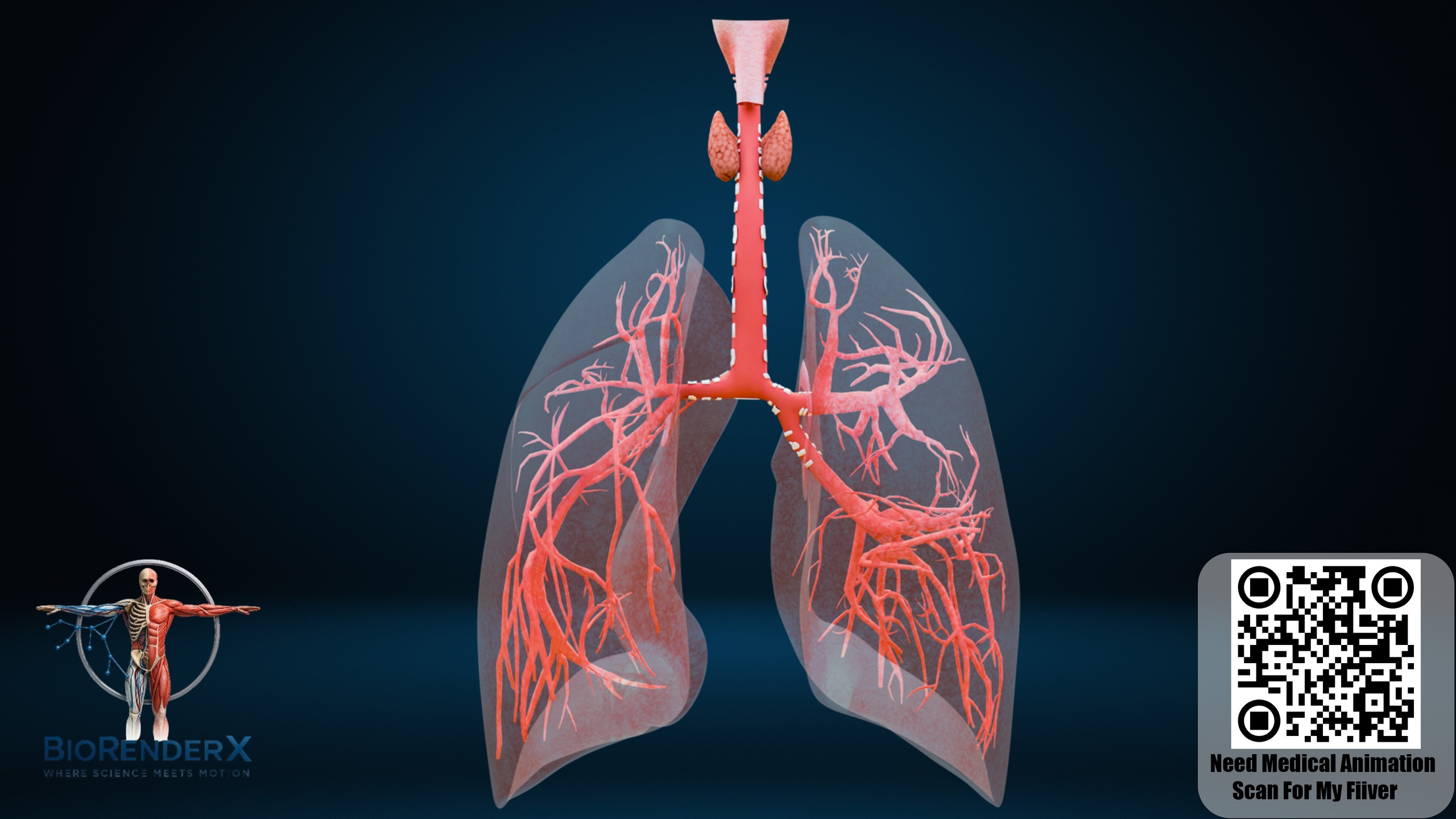 This Human Respiratory System 3D Model is a high-quality medical ...