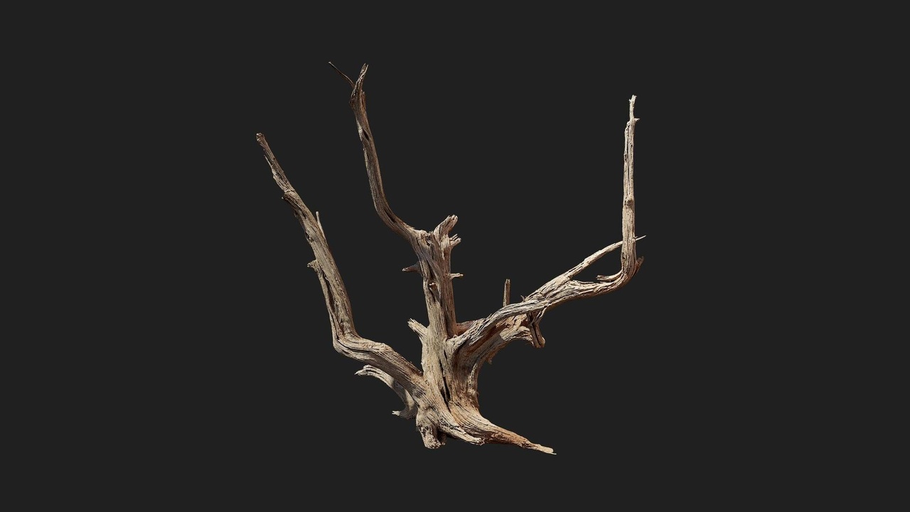Media 1 for listing Desert American Tree Stump Wood Medium