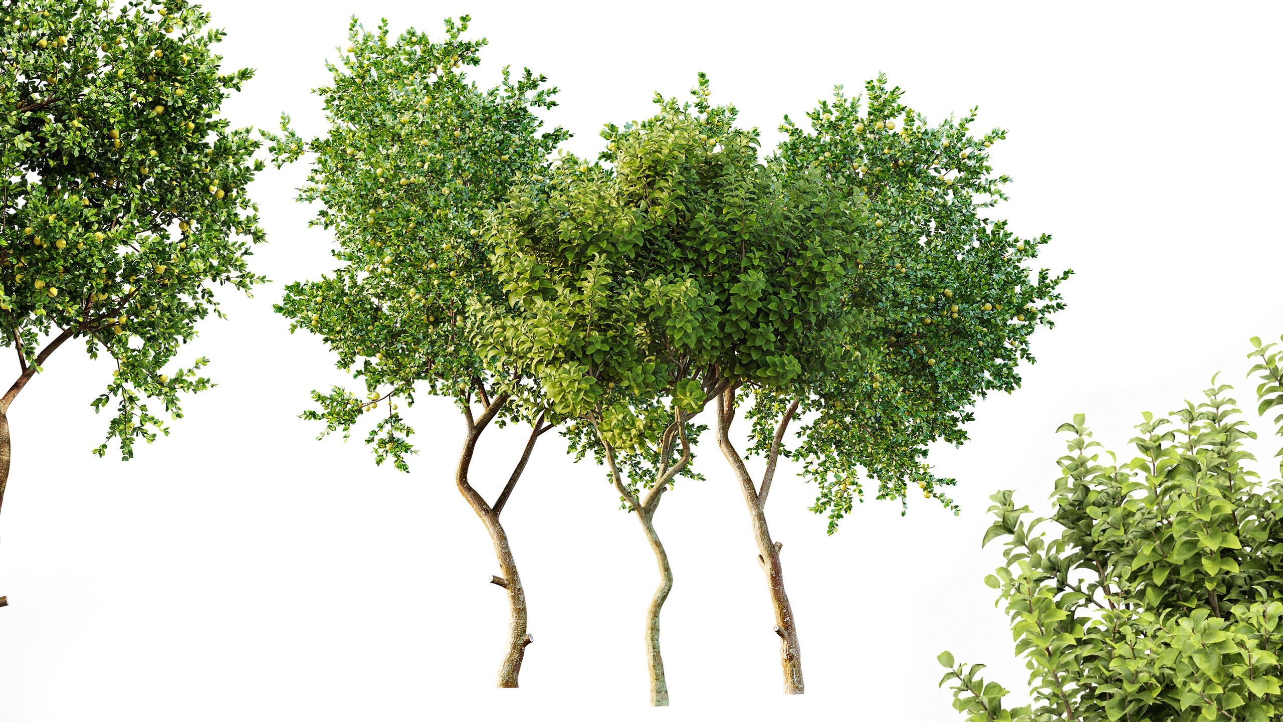 Media 1 for listing AV Fruit tree lemon and Joy Perfume Orange Michelia Champaca
