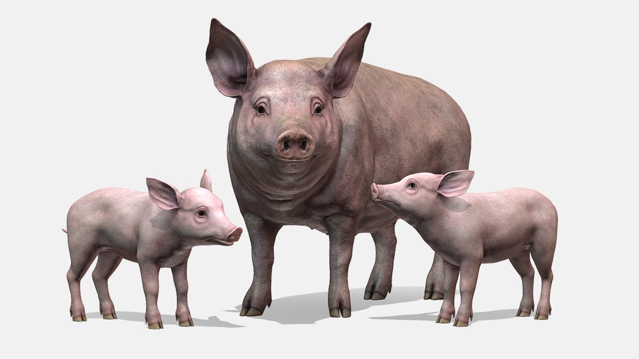 Media 1 for listing Pig Family
