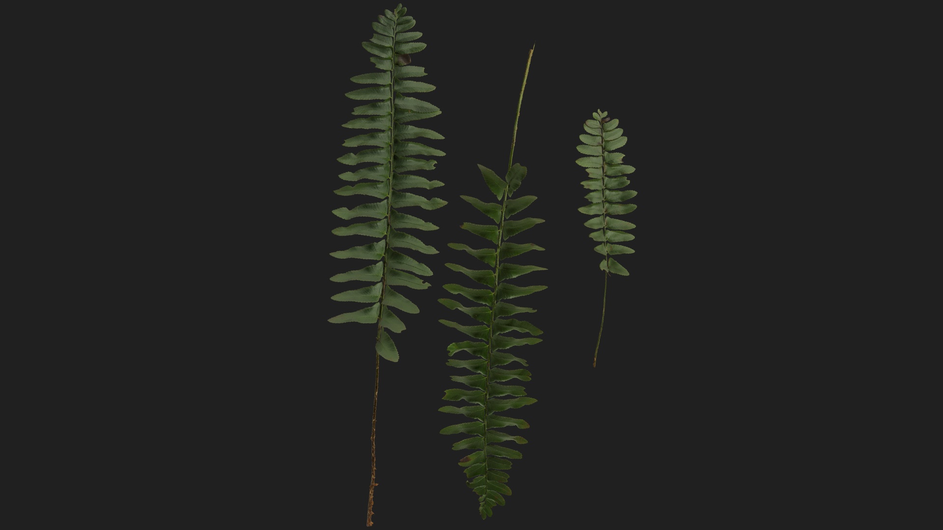 Media 1 for listing Christmas Fern Fronds 05
