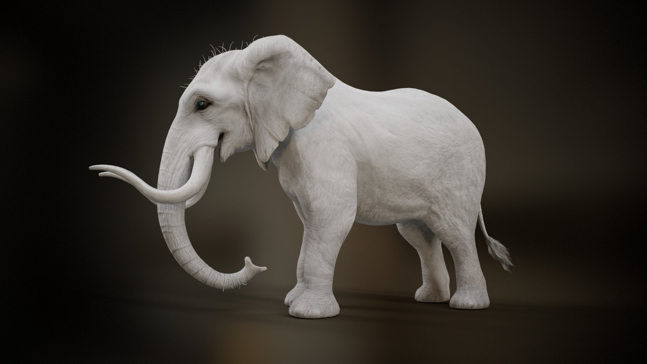 Media 1 for listing Elephant_A2