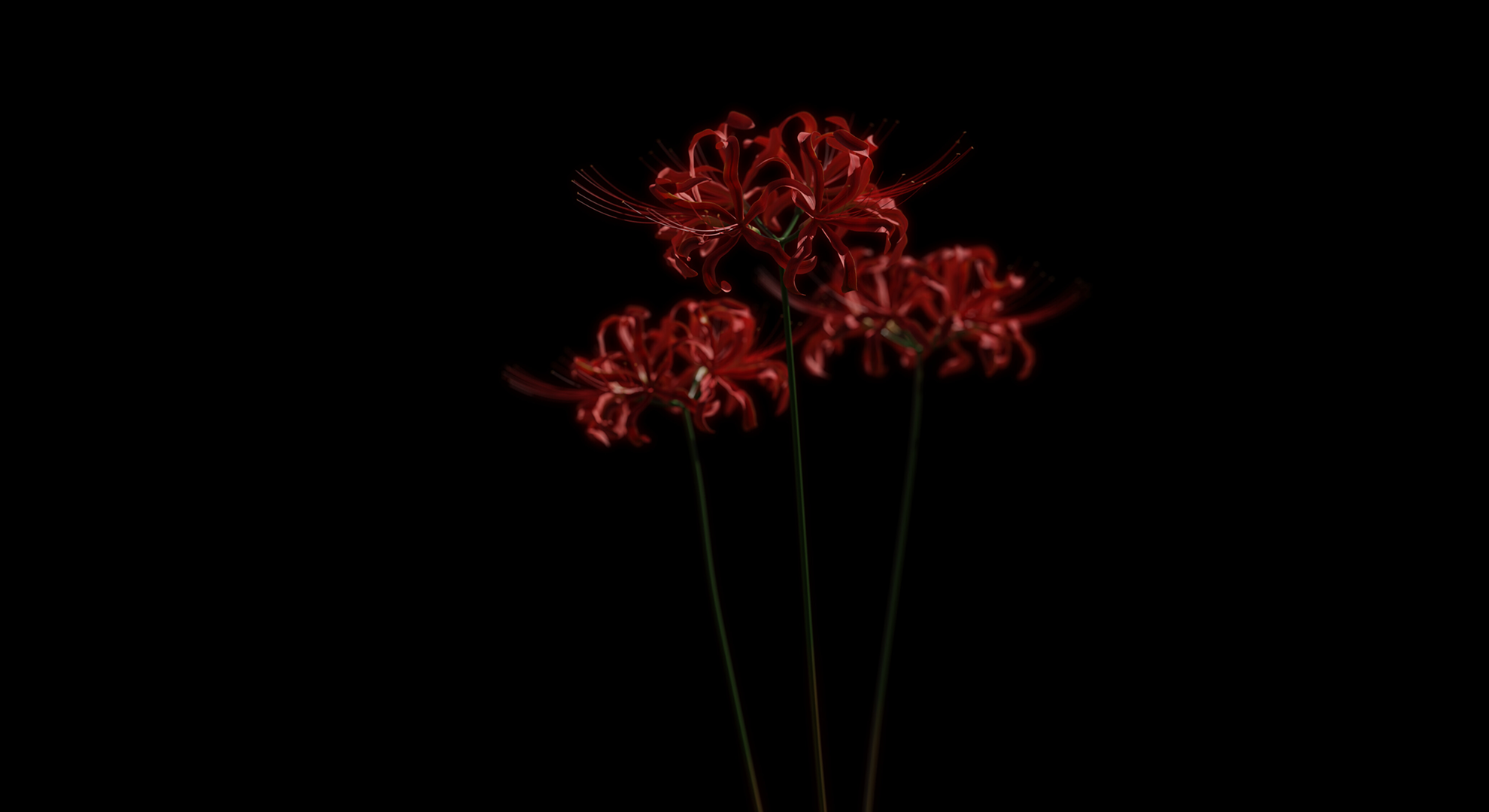 Spider Lily (Lycoris Radiata) | Fab