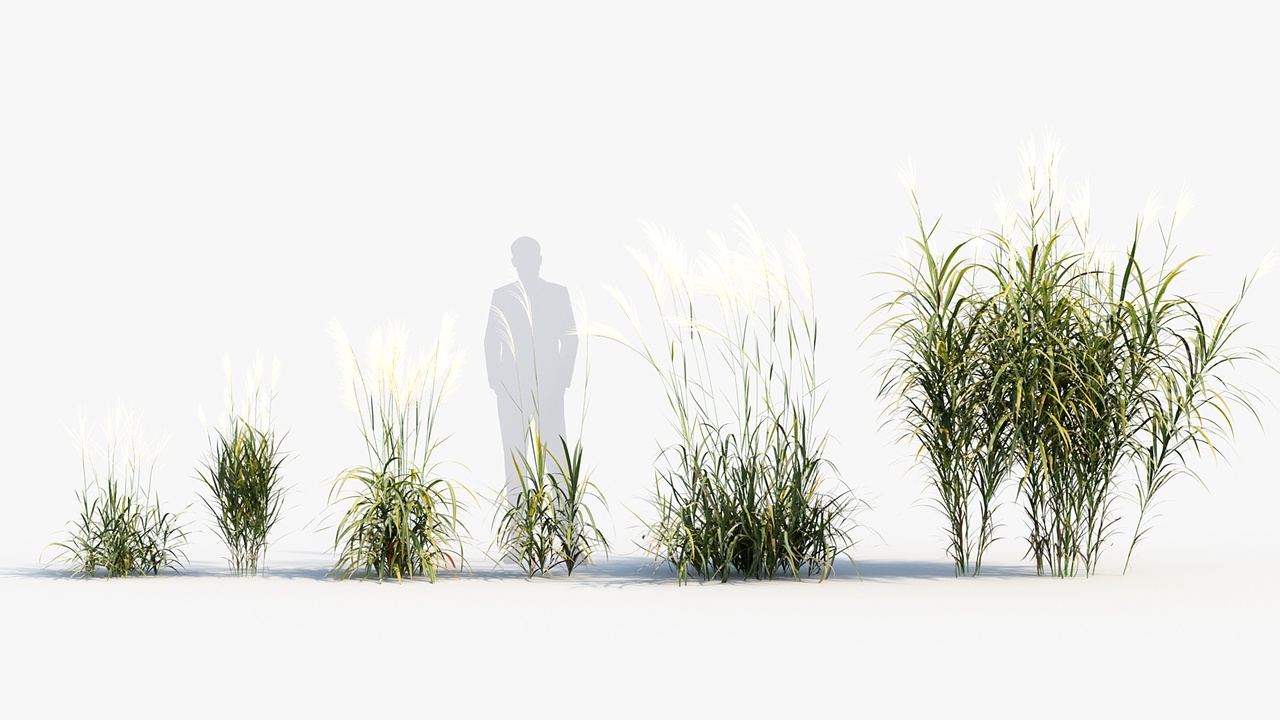 الوسائط 1 للقائمة Miscanthus purpurascens