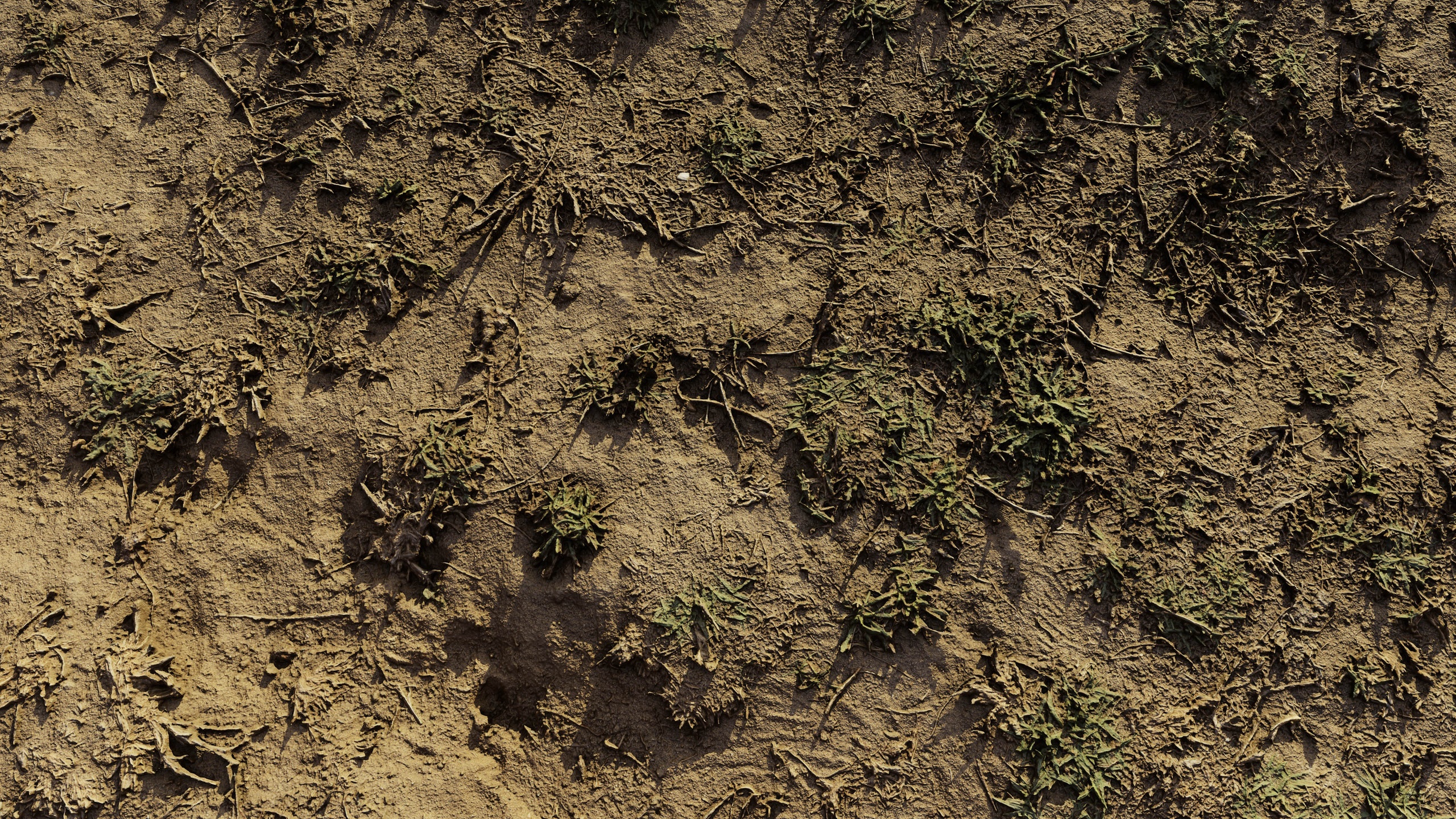商品 autumn_grass_ground_scan_06102024 的媒体 1