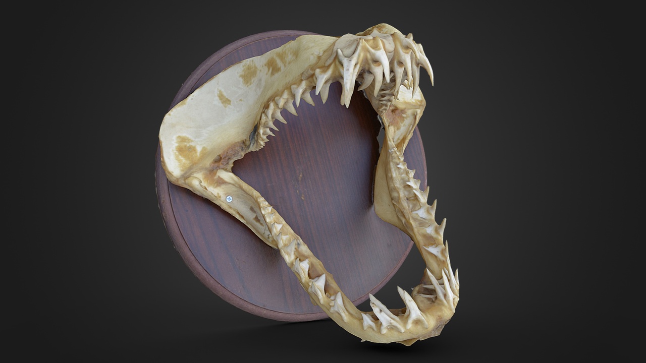 Media 1 for listing Preserved Tiger Shark Jaw Display