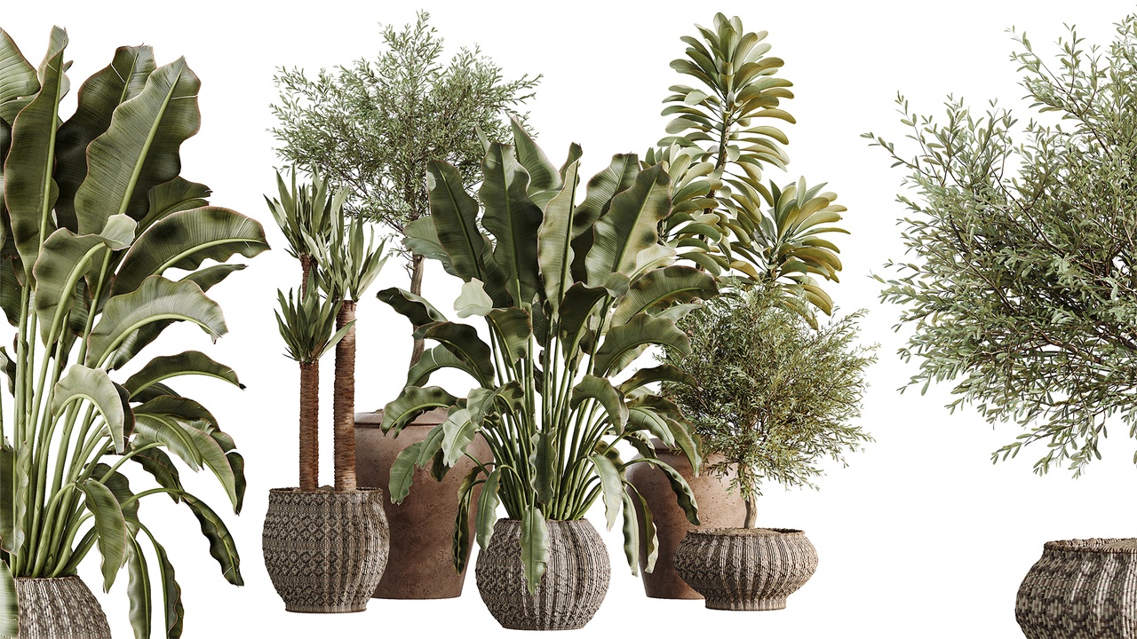 Media 1 for listing AV Indoor Plants Set 545 Banana Olive Euphorbia Drupifera Yucca Elephantipes