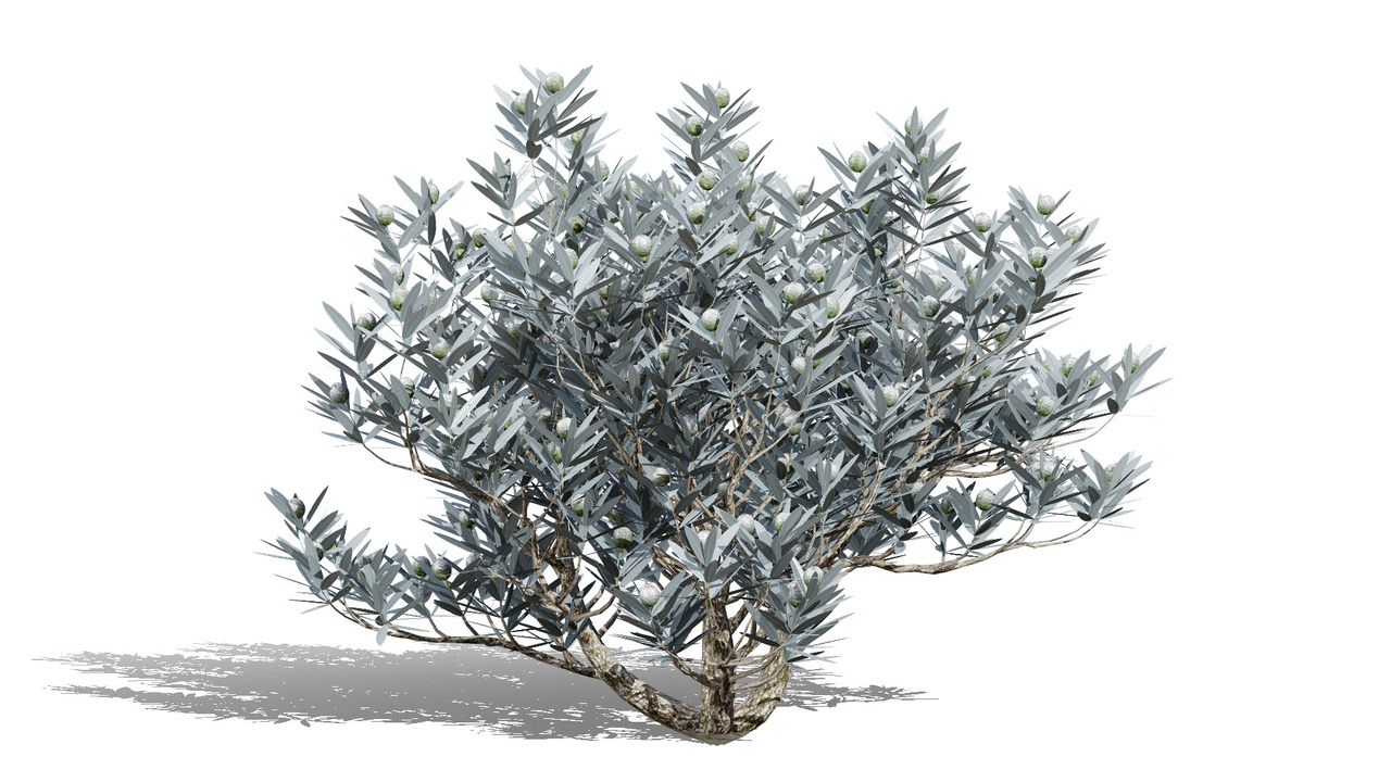 Media 1 for listing Silver Tree-Witteboom 3D Model
