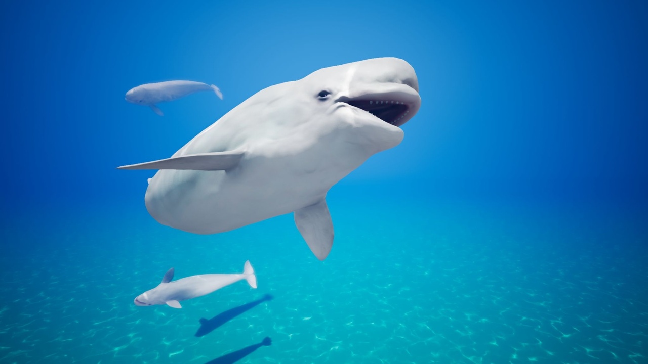 Media 1 for listing Beluga Whale