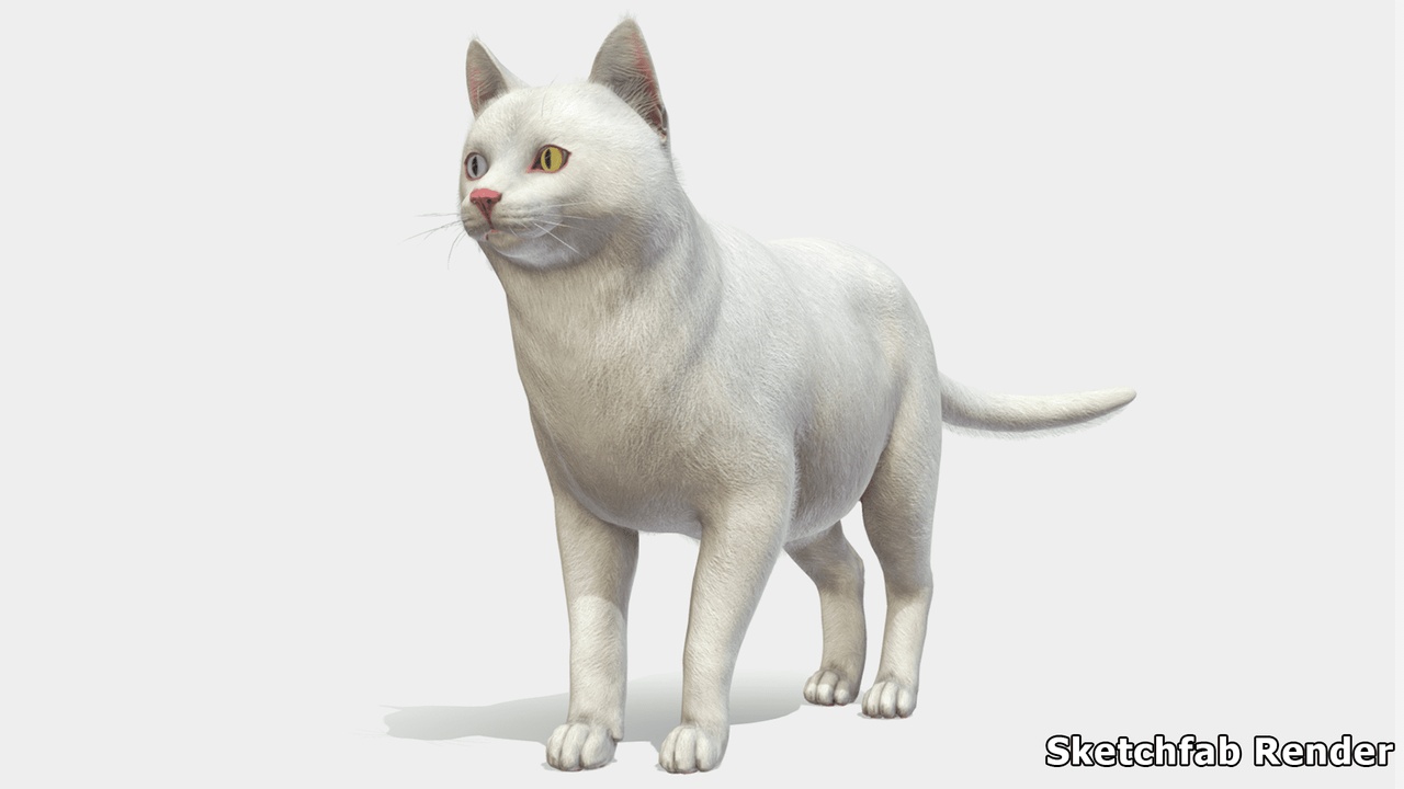 Media 1 for listing Cats - Fat