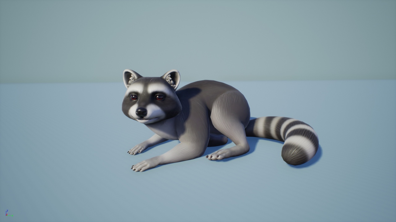 Media 1 for listing Raccoon