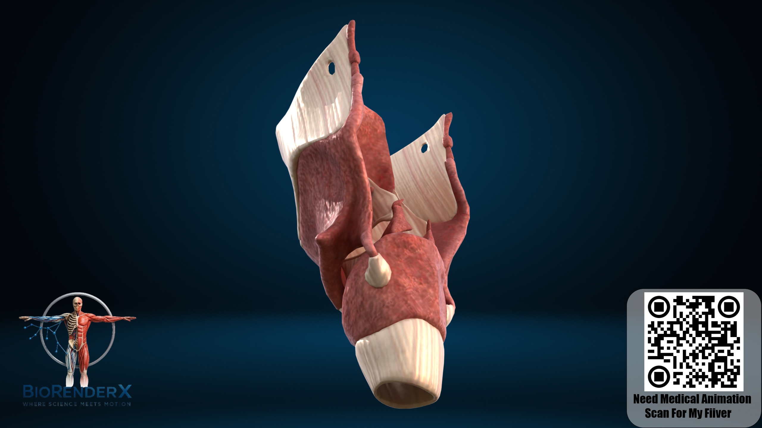 Media 1 for listing Human Larynx Anatomy 3D Model Voice Box Structure