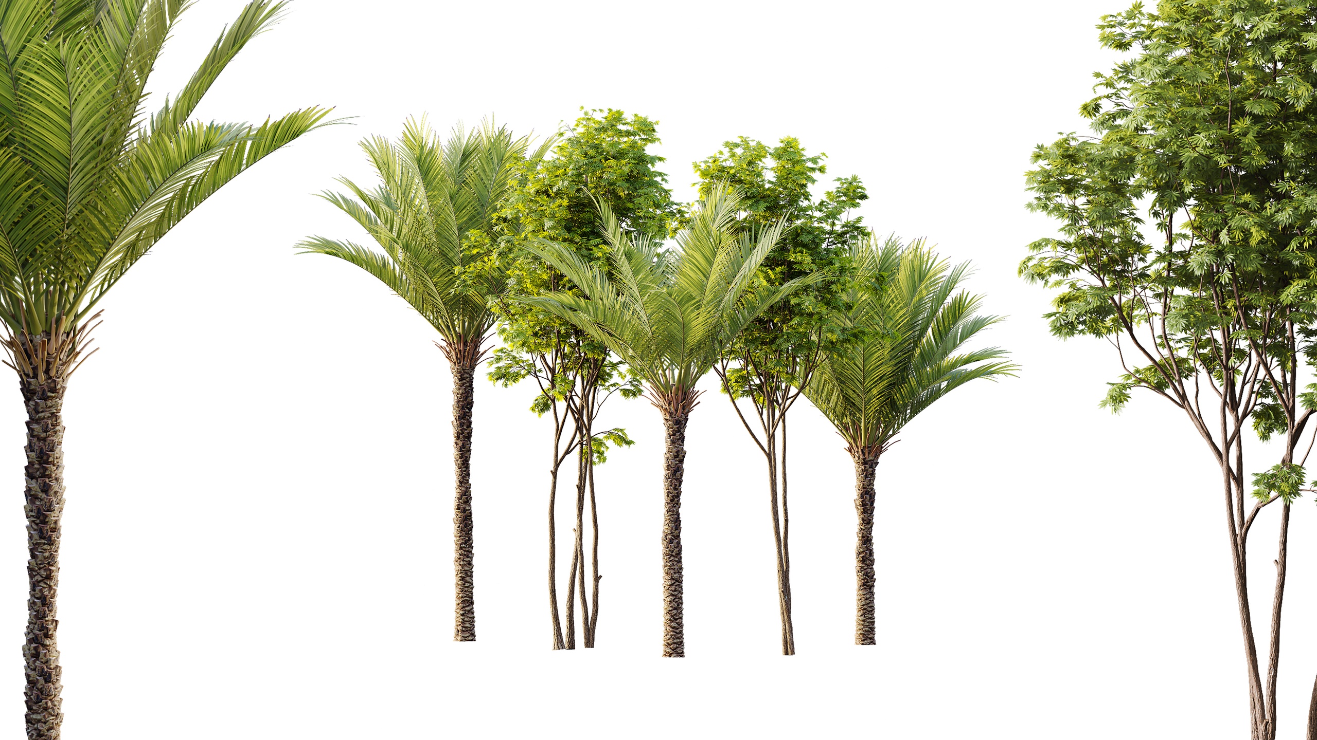 Media 1 for listing AV Phoenix Dactylifera Date Jurassic Palm Tree and Ash Maple Tree