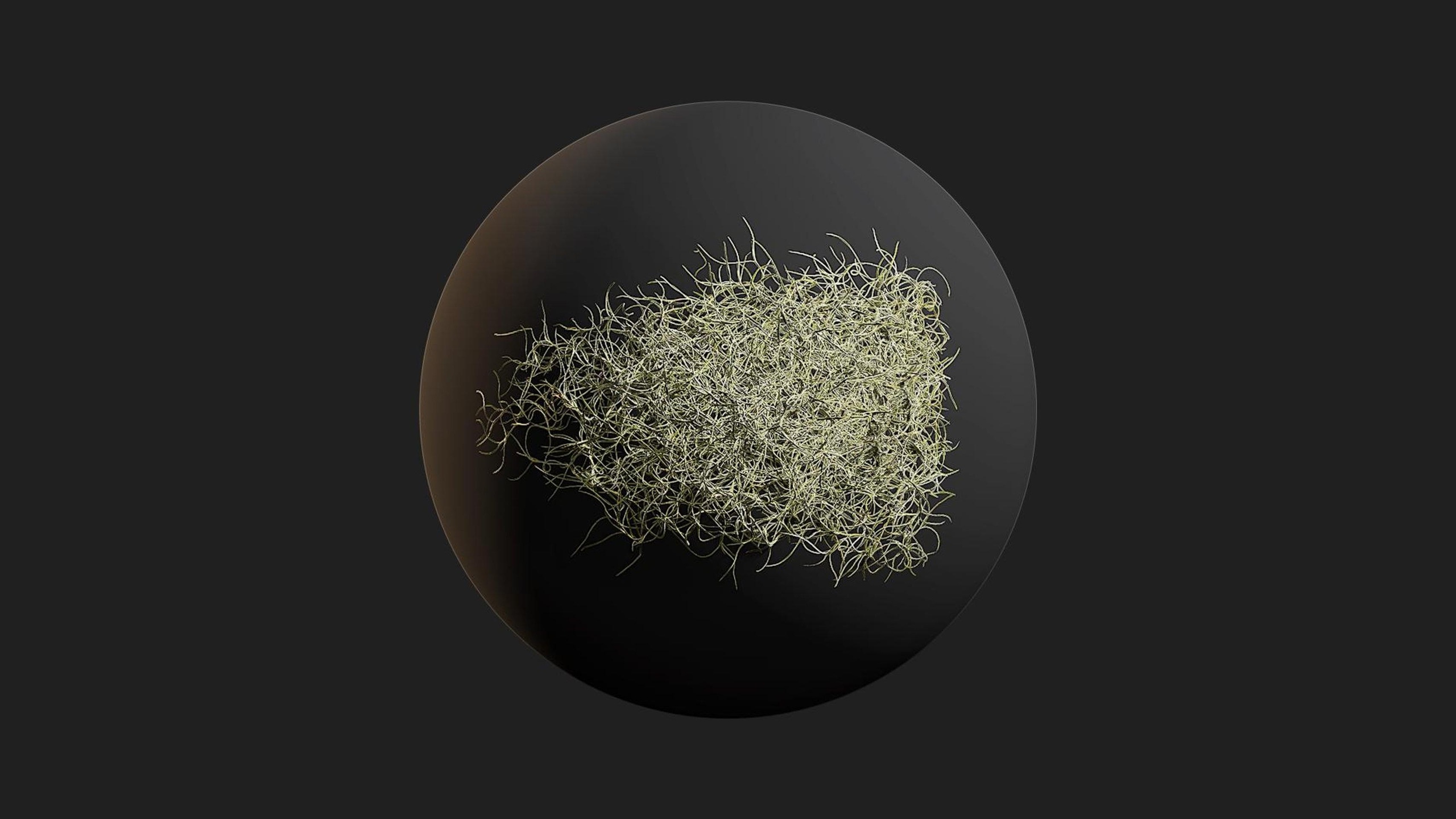 Media 1 for listing Spanish Moss