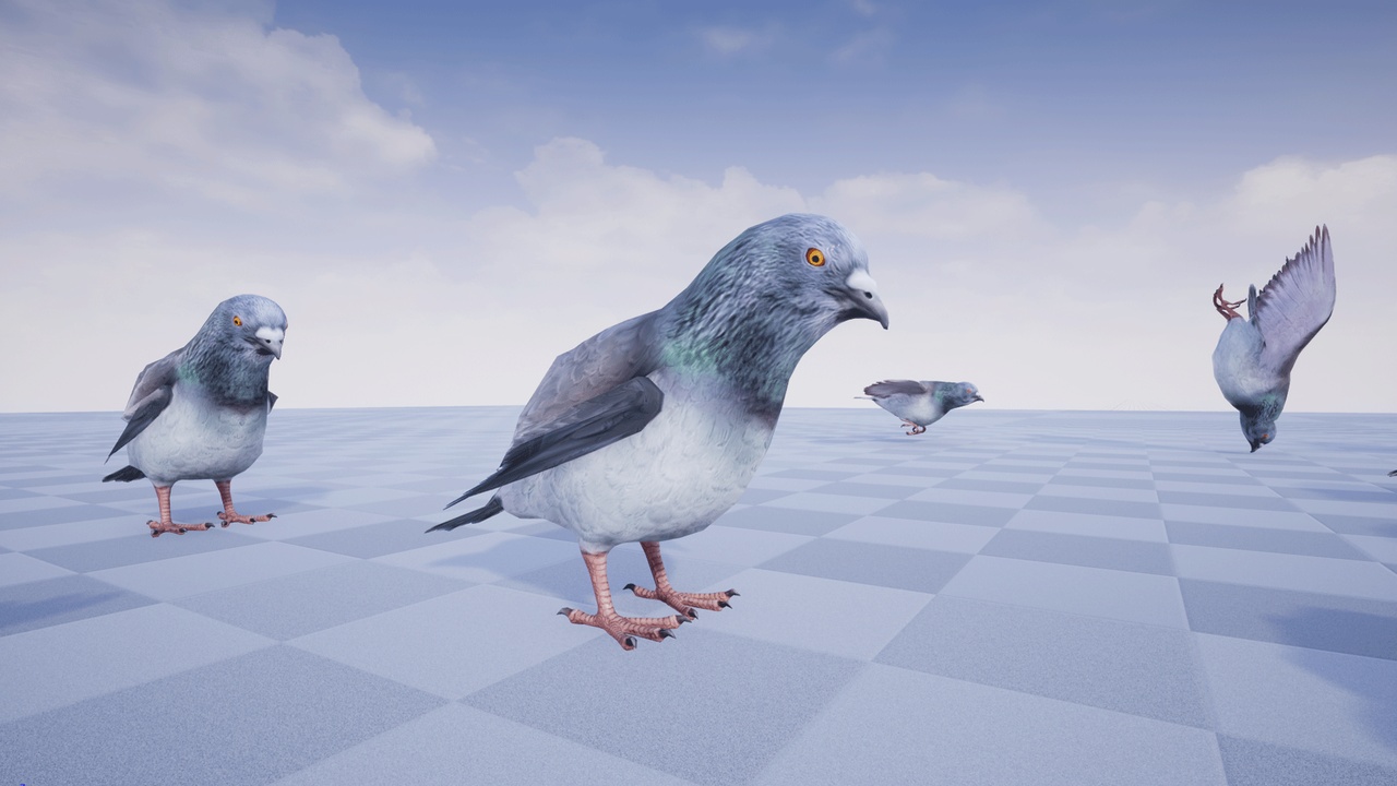 Media 1 for listing PIGEON