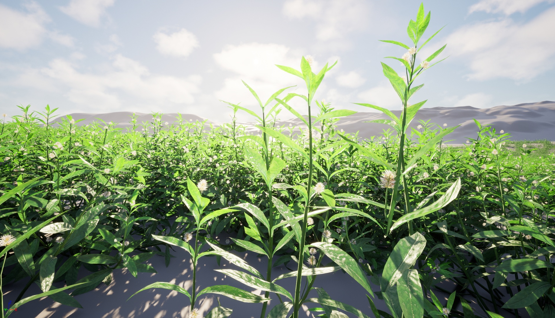 Media 1 for listing Nanite Wind Grass - Alternanthera philoxeroides  - alligator weed