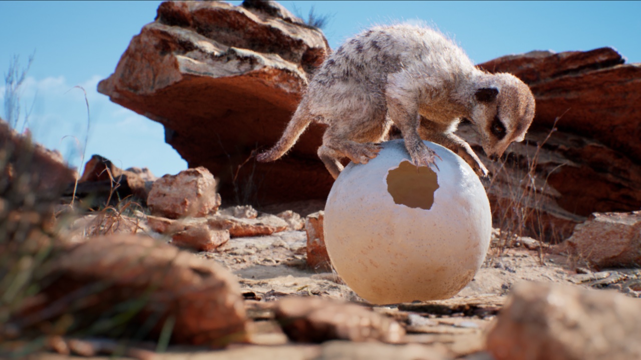 Media 1 for listing Meerkat Demo