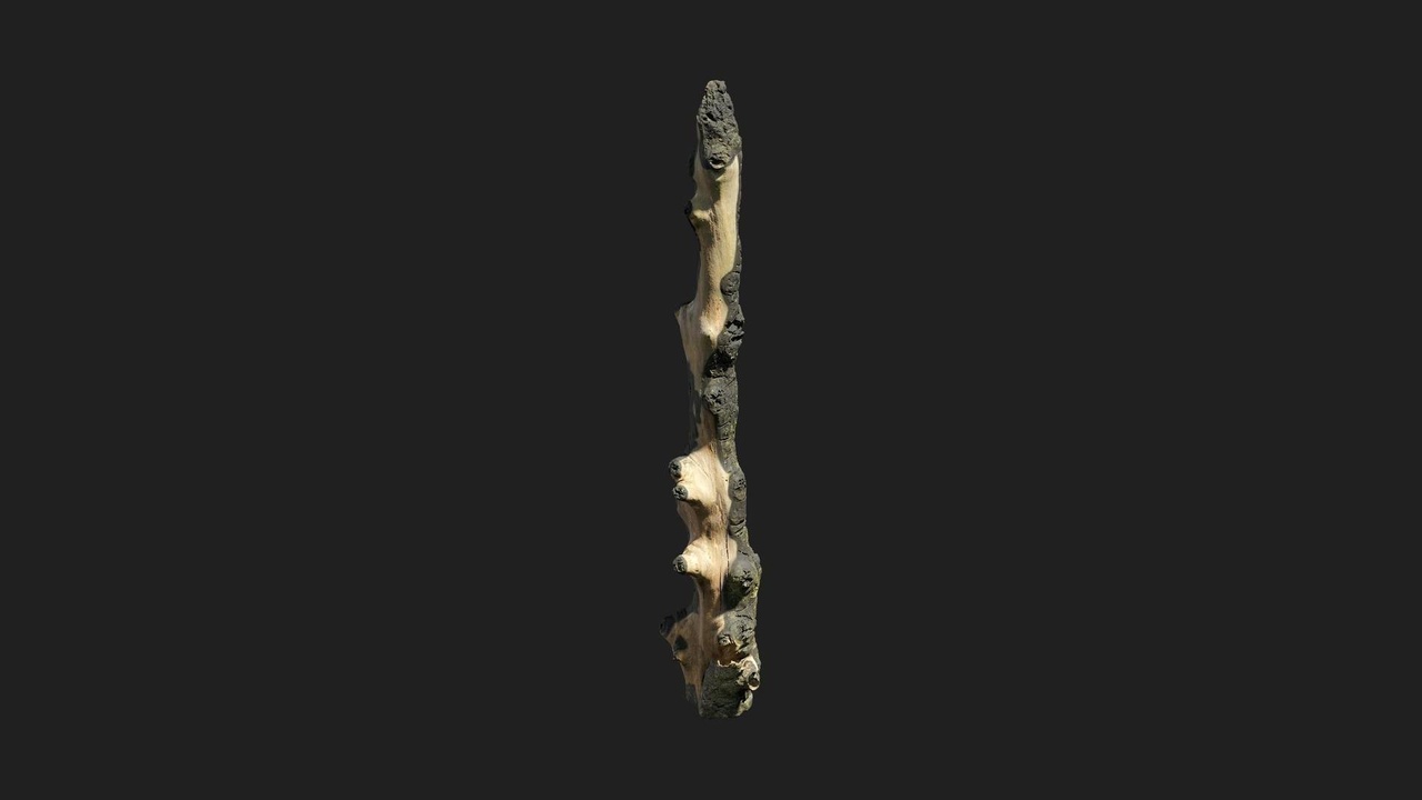Media 1 for listing Military Trenches Tree Burnt 02