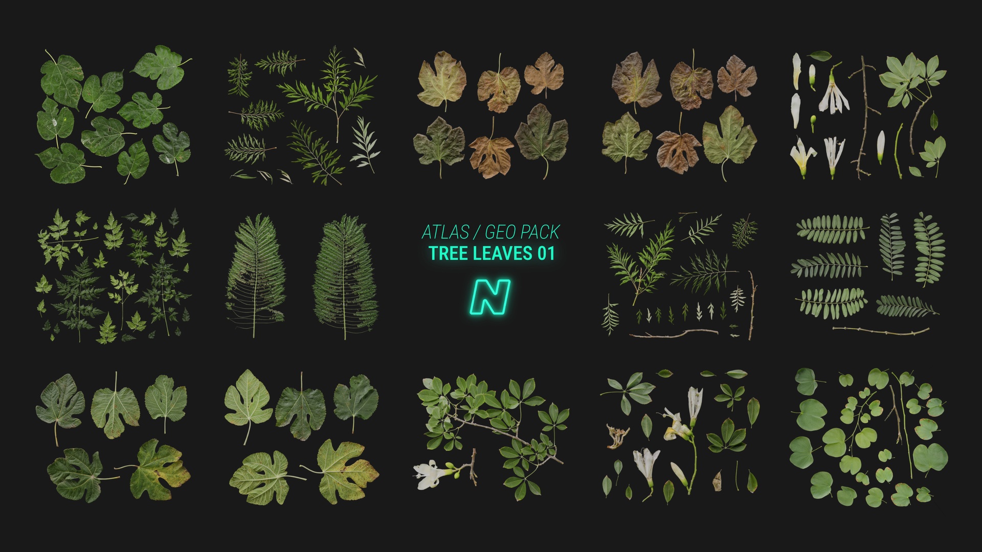 Media 1 for listing Tree Leaves 01