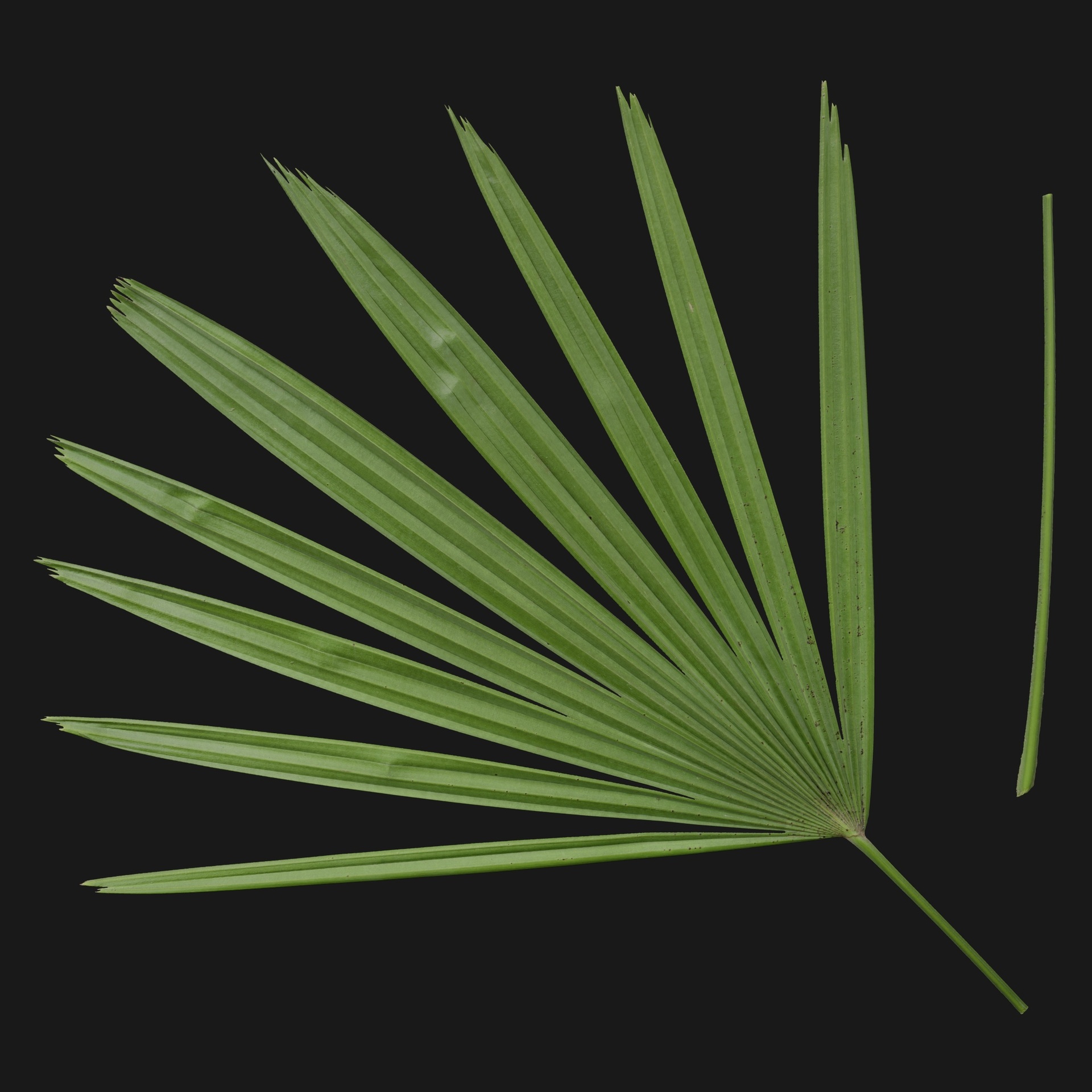 Media 1 for listing Trachycarpus 04