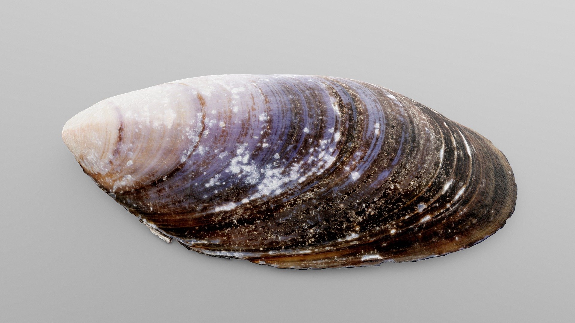 Dark Tellin Shell | Fab