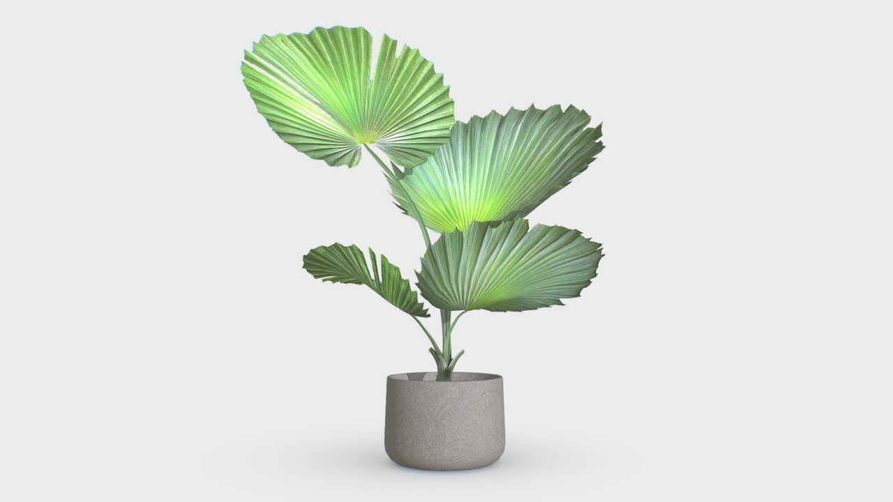 Media 1 for listing Fan Palm B01