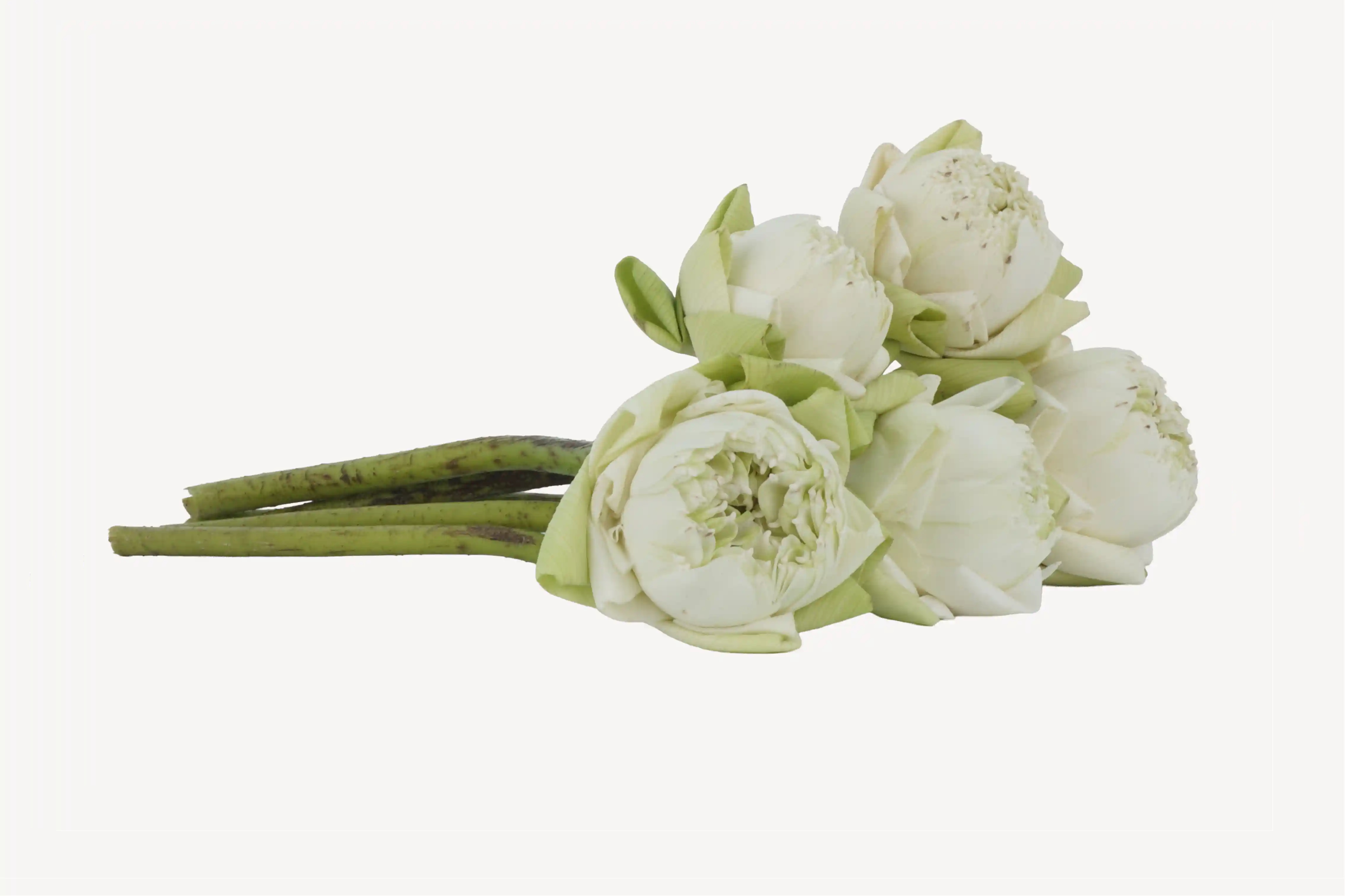 White Lotus Flower Bouquet for Offering | Fab