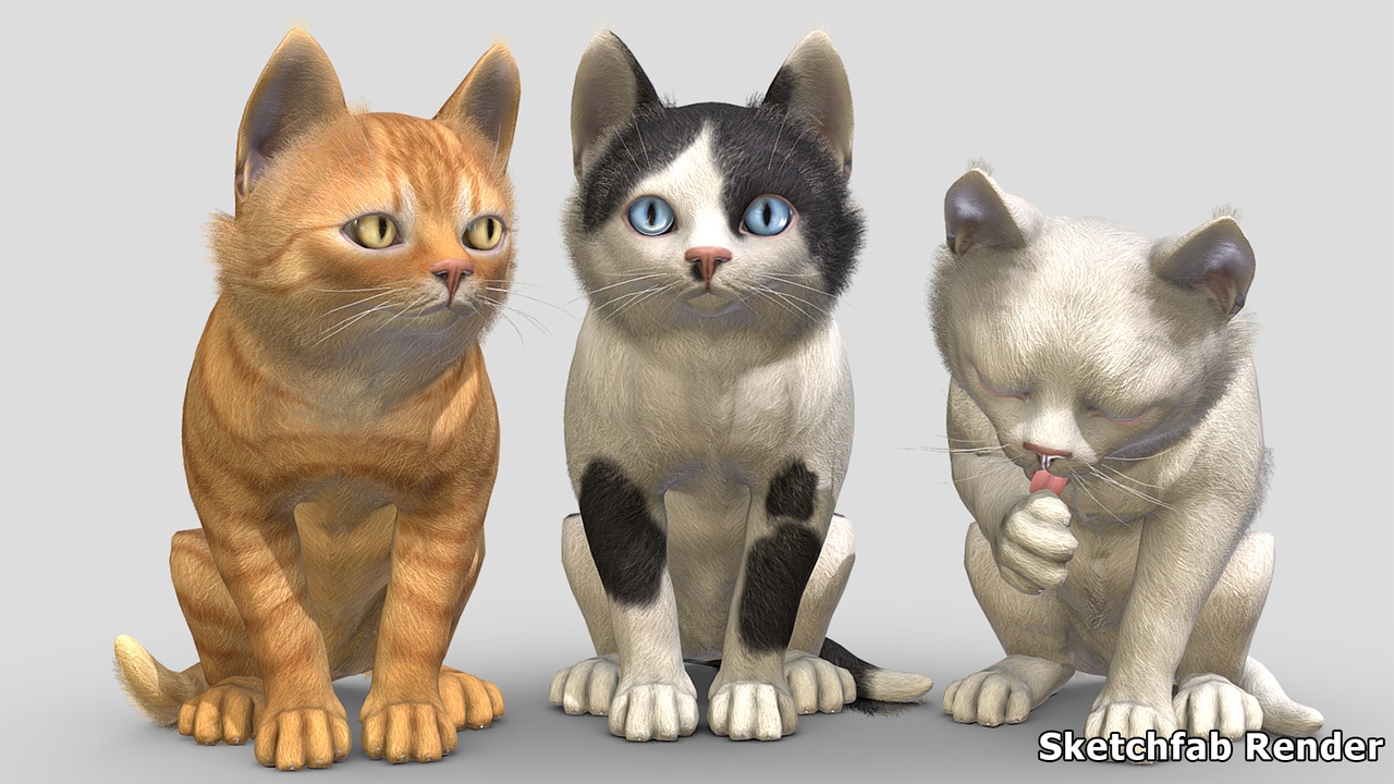 Media 1 for listing Kitten - Simple