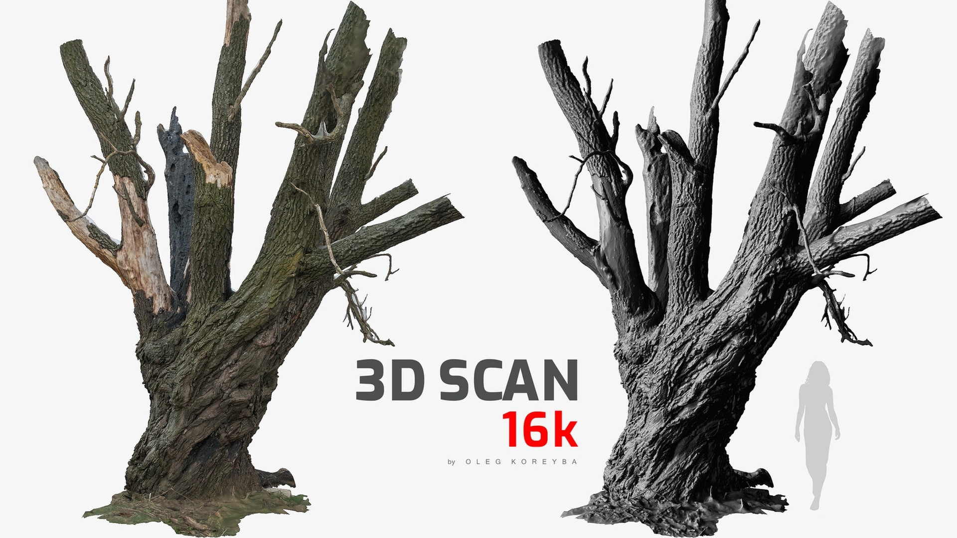 Media 1 for listing Burnt Tree Trunk 16k Texture Charred Willow RAW 3D Scan OBJ