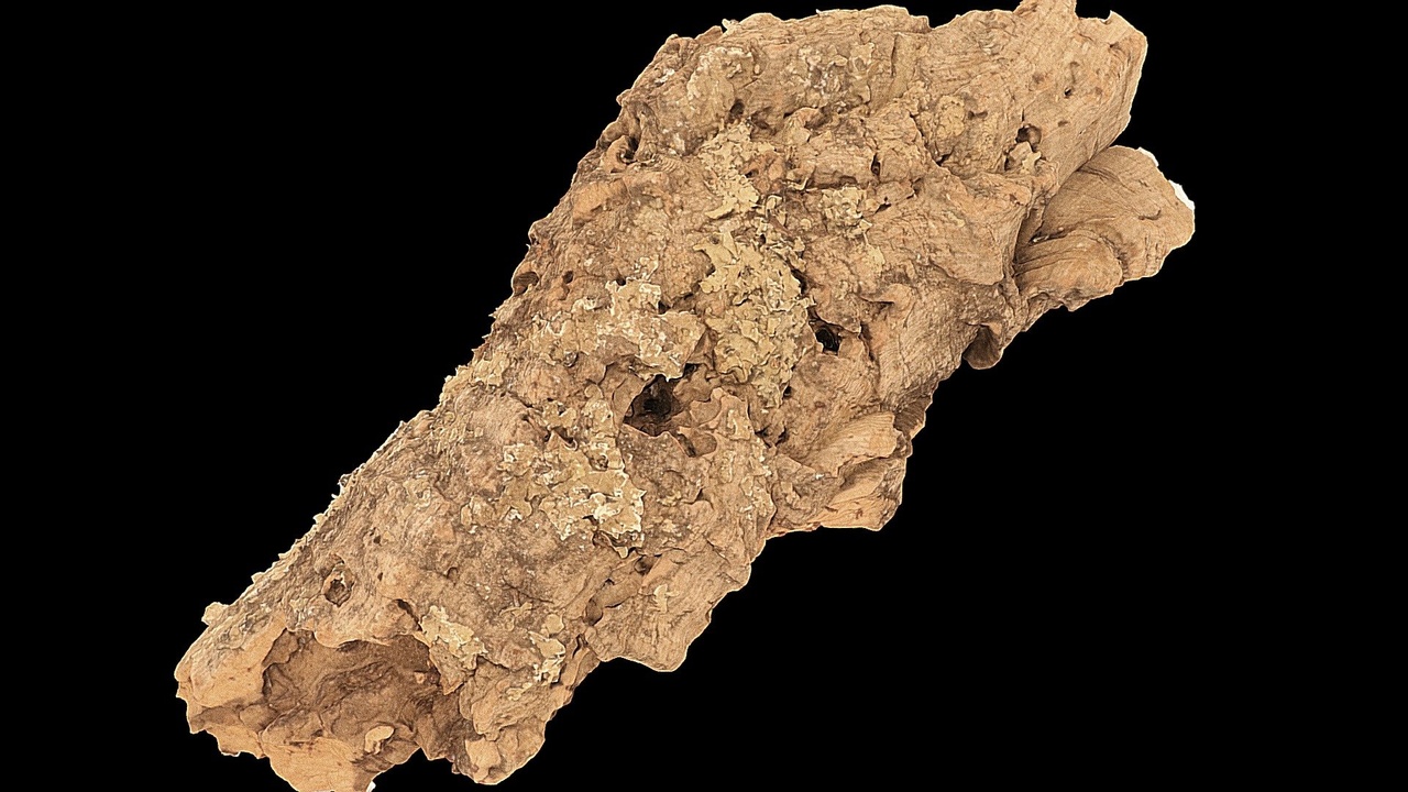 Media 1 for listing Cork bark / 3D Scan