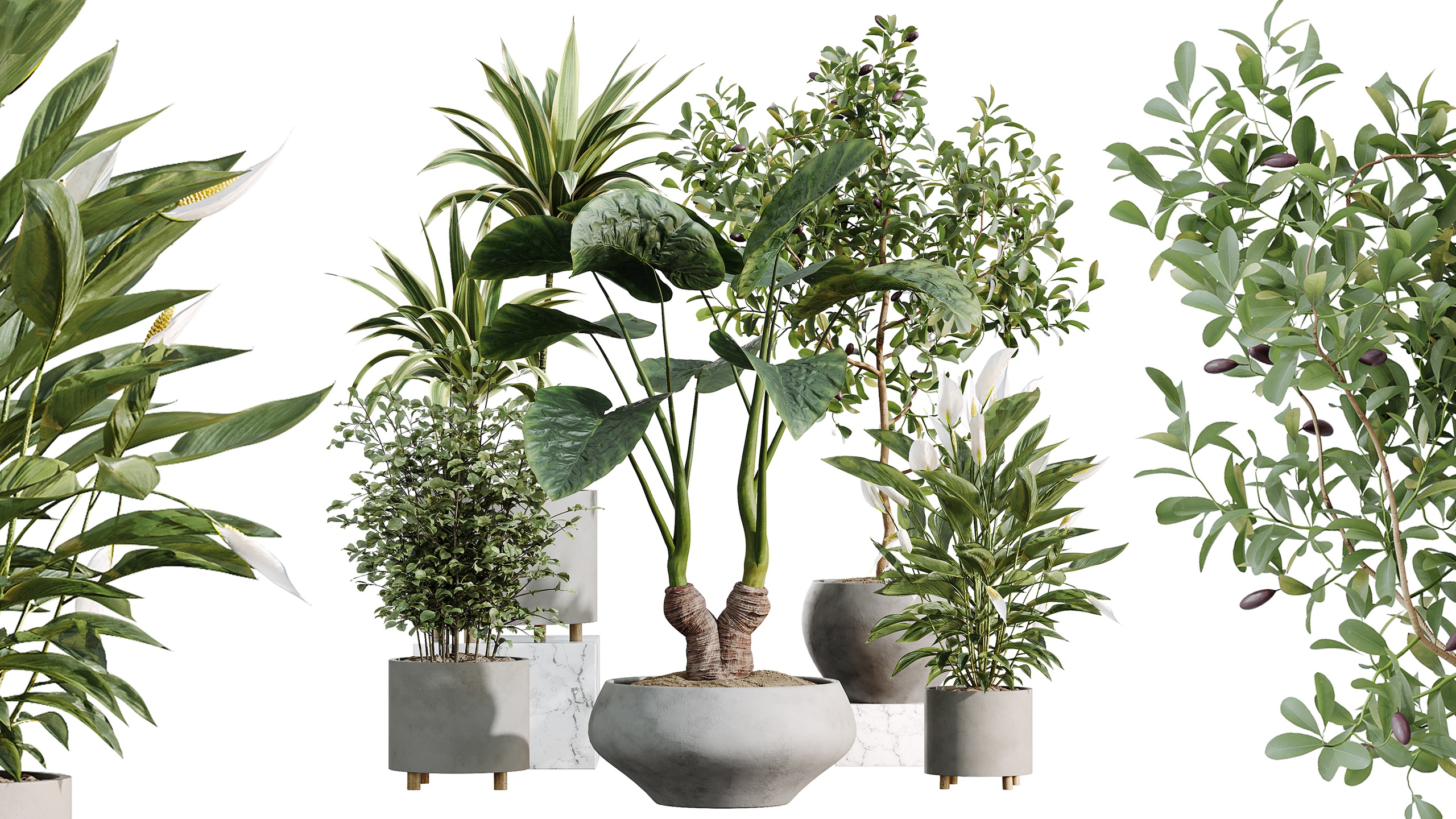 Media 1 for listing AV Indoor Plants Set 506 Peace Lily Cunjevoi Briful Pachira Warneckii Alnus