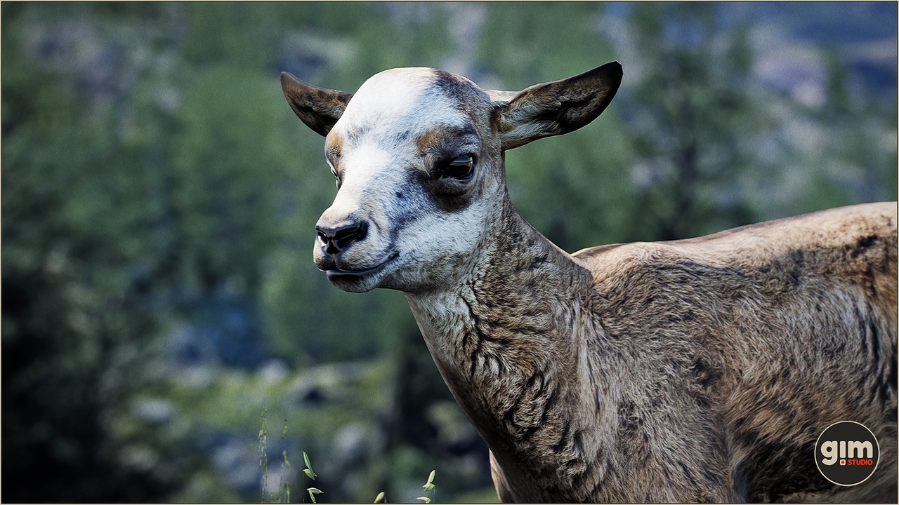 Media 1 for listing Animalia - Chamois (young)