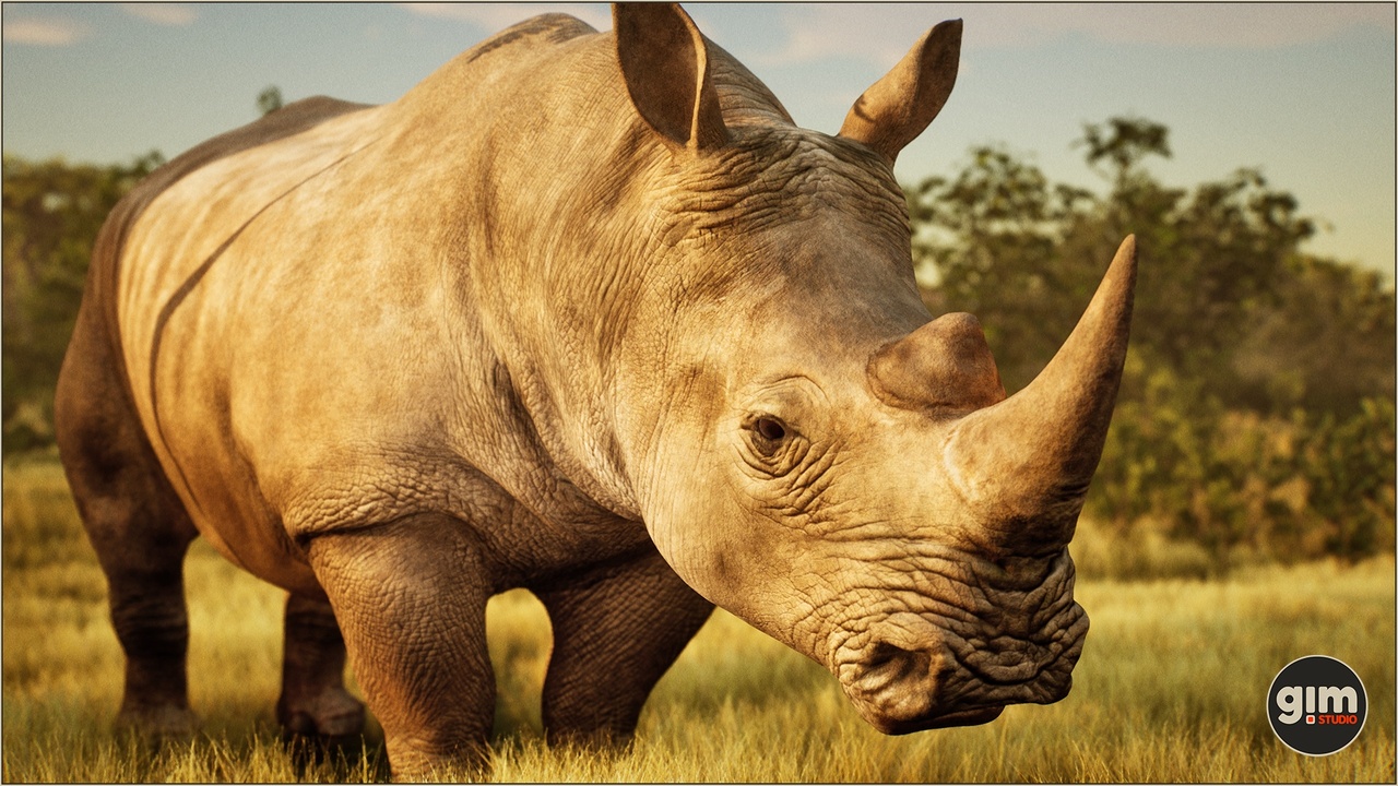 Media 1 for listing Animalia - White Rhinoceros (male)