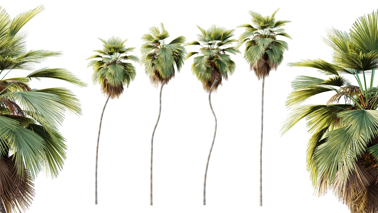 Media 1 for listing AV Plant Pritchardia Pacifica Palm Tree 01