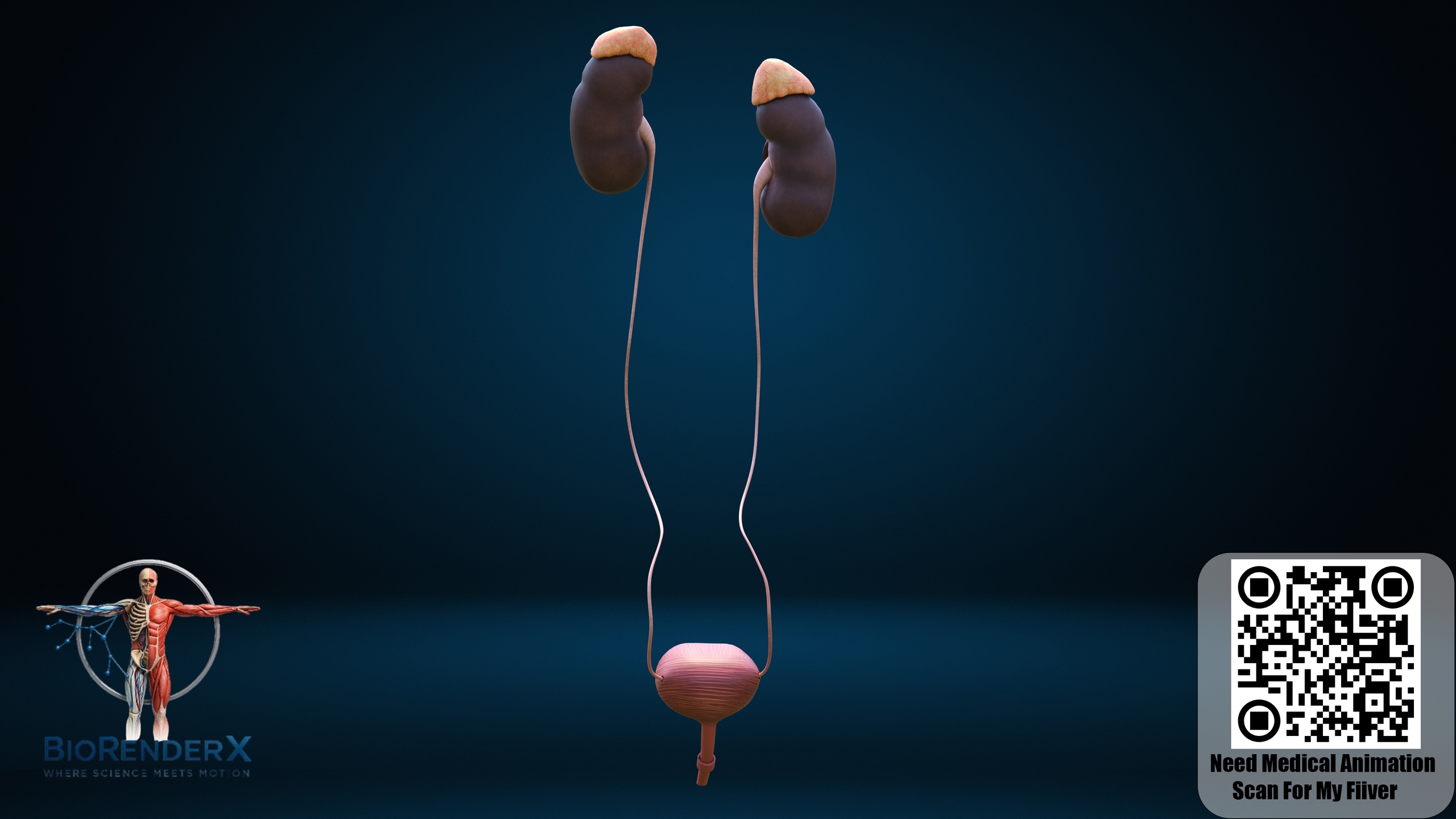 Interactive Urinary System Human Urinary System 3D Model | Kidneys, Ureters, Bladder & Urethra | Fab