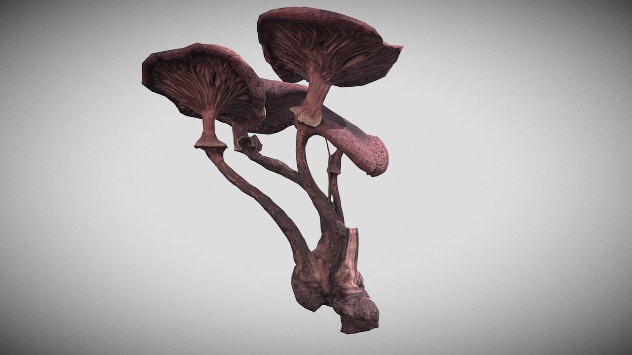 Media 1 for listing Honey fungus aka Armillaria mellea