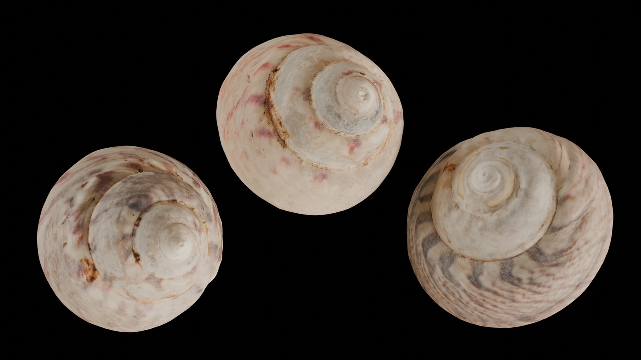 Media 1 for listing Seashell (42, 43 & 44)